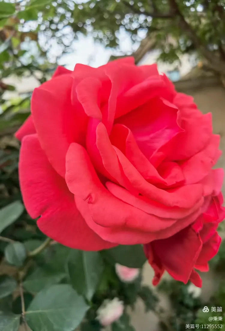 2025小区里随拍枚瑰花绽放👍🏻👍🏻欢迎👏👏大家欣赏✌✌“原创”(15)。